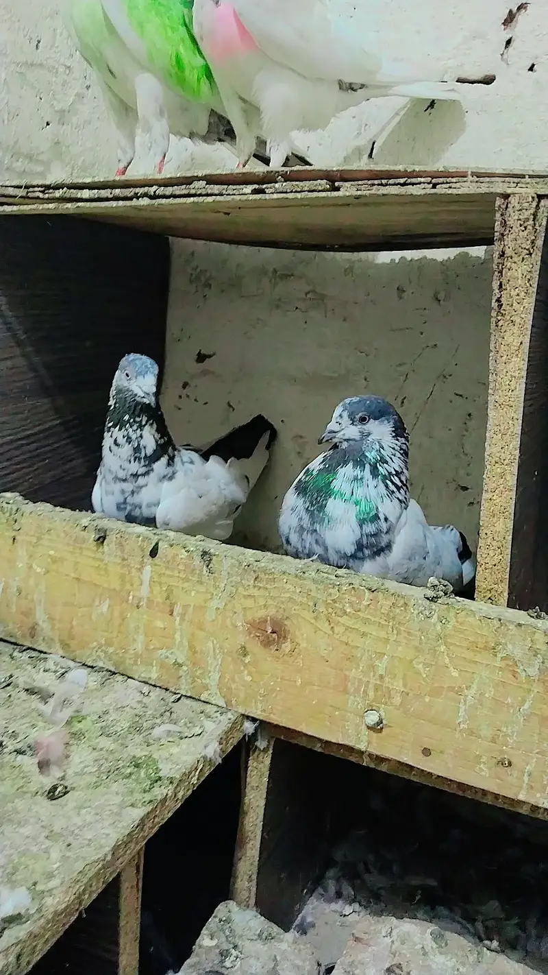 mix pigeon pairs and baby's all for sale — photo 11