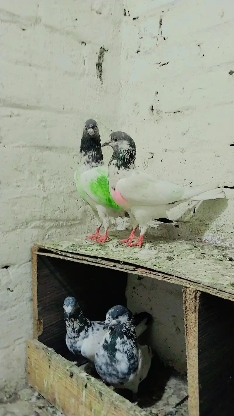 mix pigeon pairs and baby's all for sale — photo 12