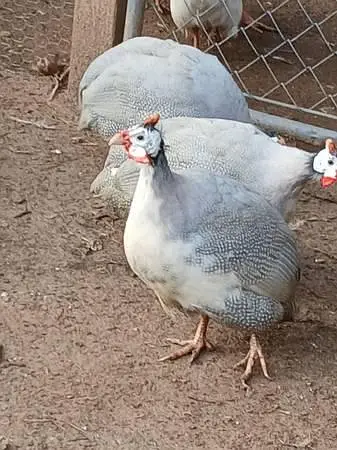 Guineafowl Chicks — photo 2
