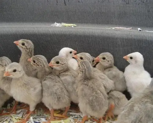Guineafowl Chicks — photo 4