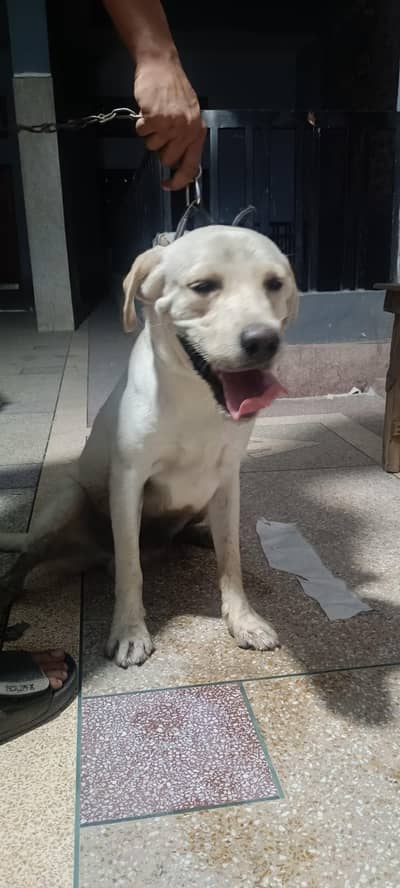 selling my labra dog