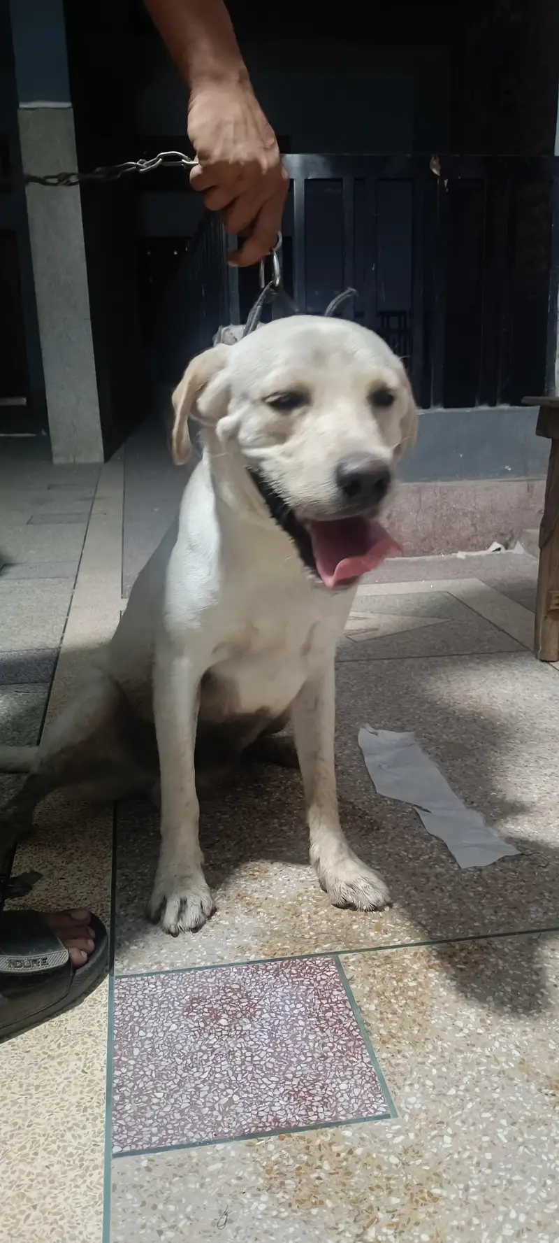 selling my labra dog