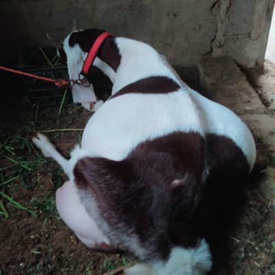 Top quality gulabi ablak pregnant bakri available