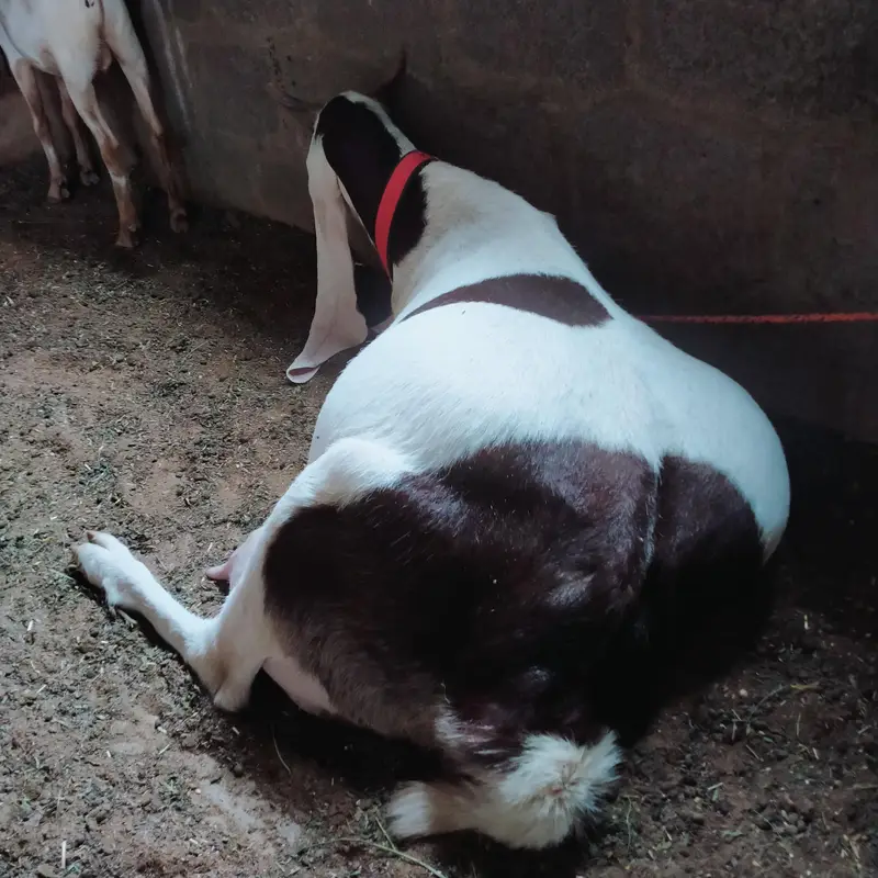 Top quality gulabi ablak pregnant bakri available — photo 2
