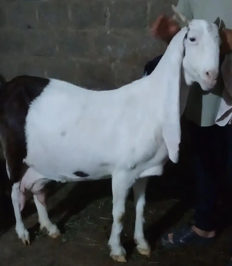 Top quality gulabi ablak pregnant bakri available — photo 3