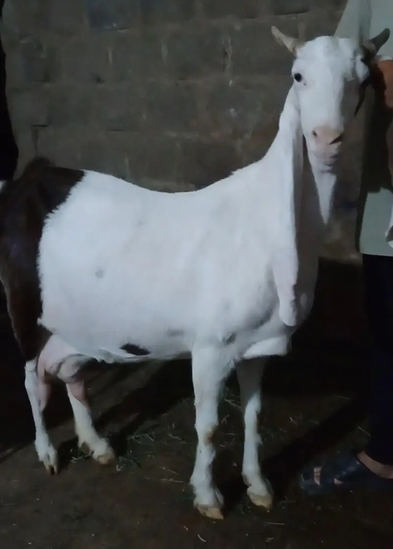 Top quality gulabi ablak pregnant bakri available — photo 4