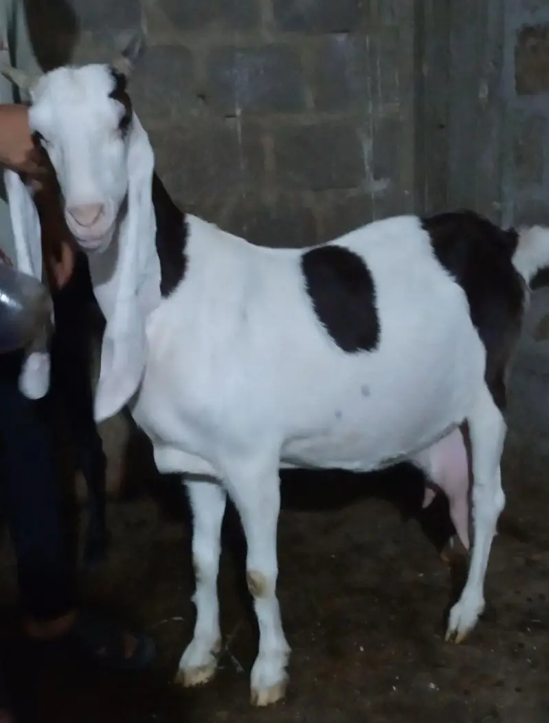 Top quality gulabi ablak pregnant bakri available — photo 5