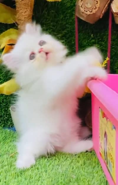 Persian cat for sale( 03)*(34)*(97)*(93)*(957)