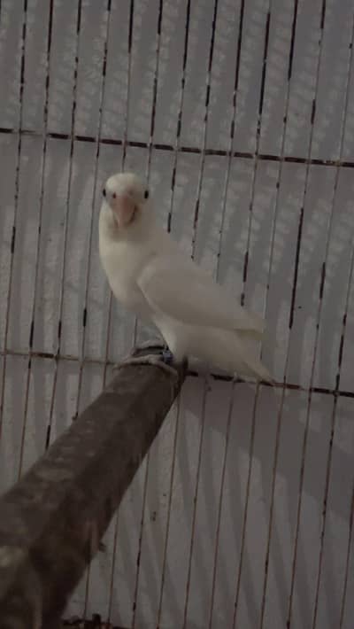 lovebird