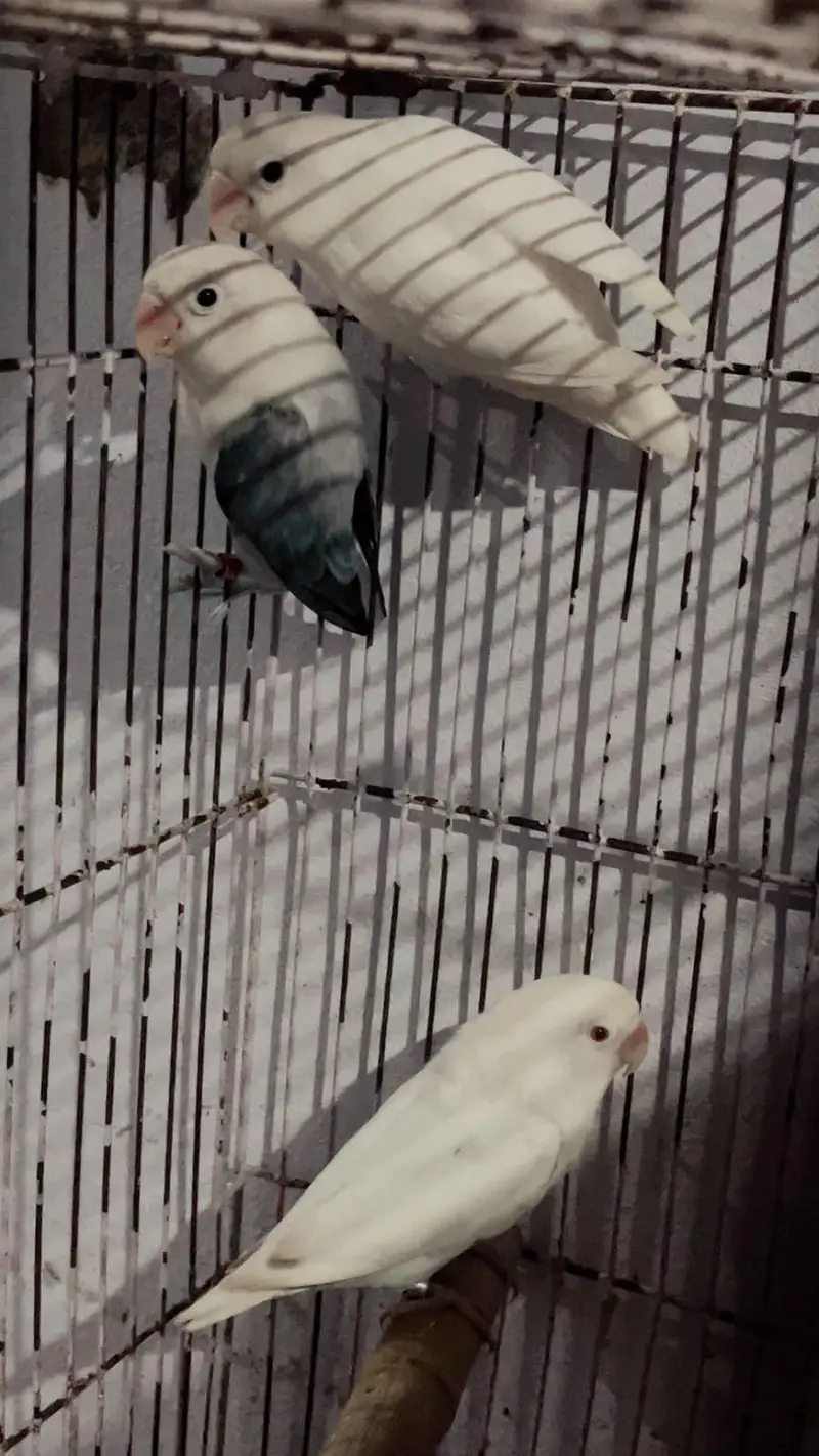 lovebird — photo 3