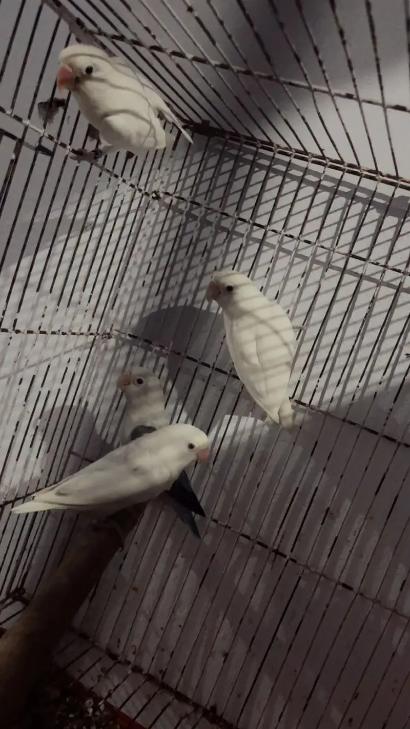 lovebird — photo 4