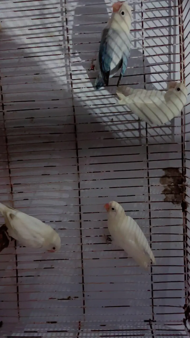 lovebird — photo 5