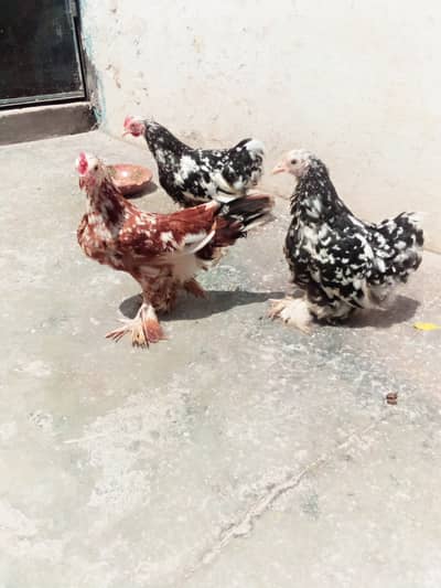 Japanese,rir, molted bentum/incubator, brooder
