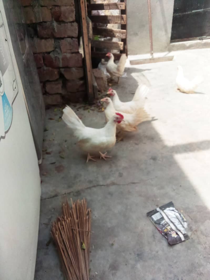 molted bentum pair/incubator, brooder 1