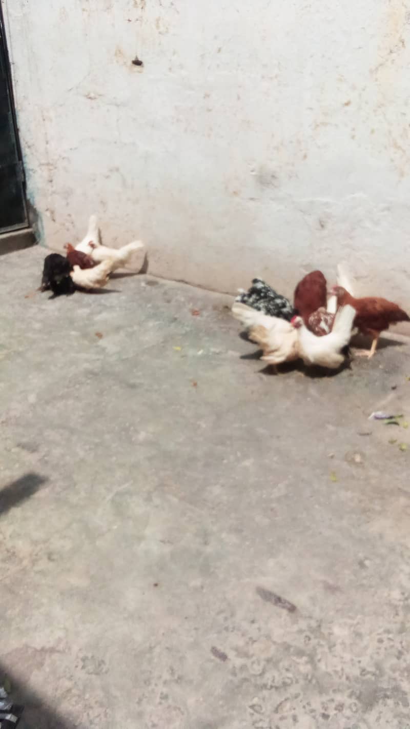 molted bentum pair/incubator, brooder 3