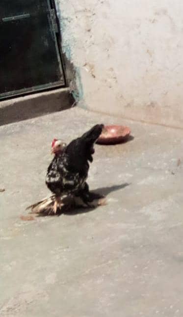 molted bentum pair/incubator, brooder 4