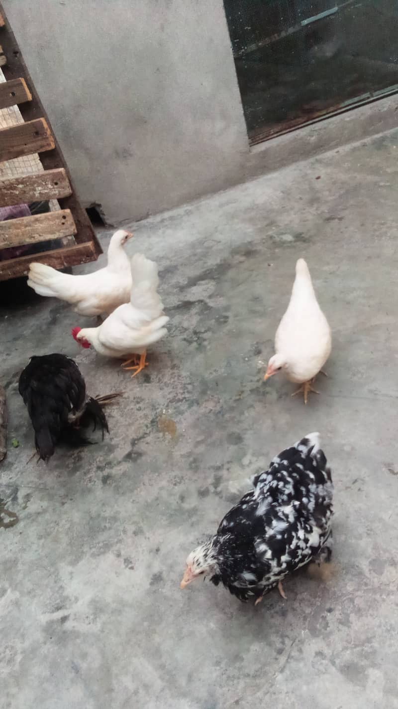 molted bentum pair/incubator, brooder 5