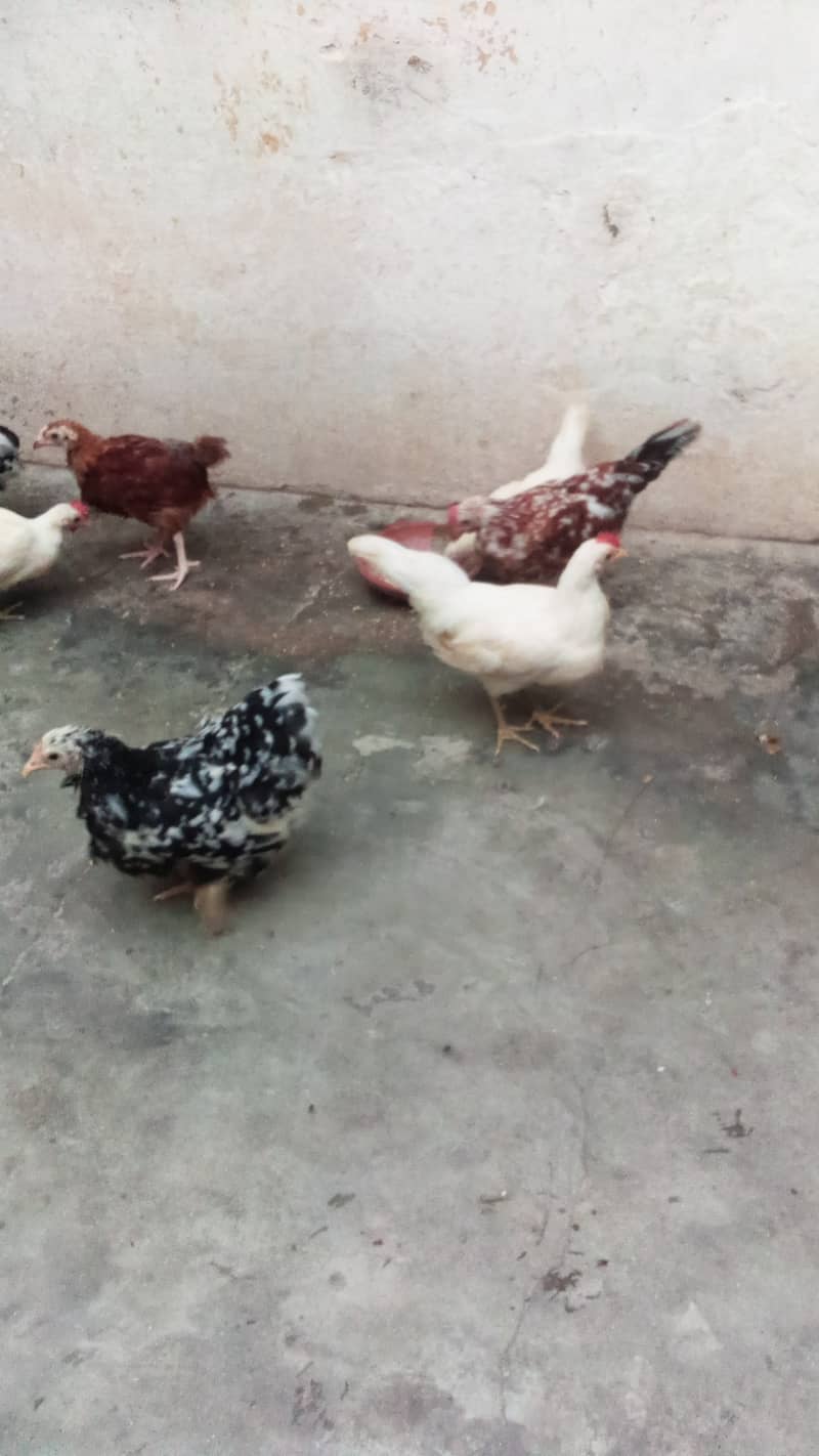 molted bentum pair/incubator, brooder 6