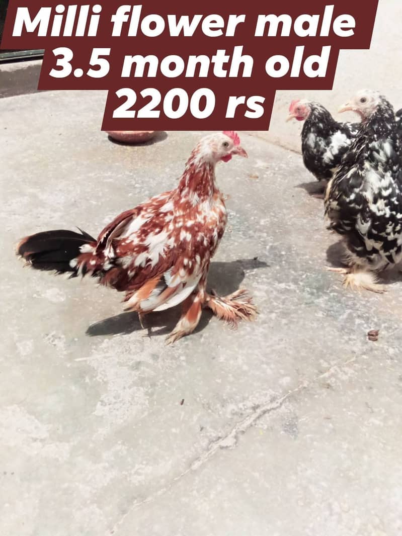 molted bentum pair/incubator, brooder 7