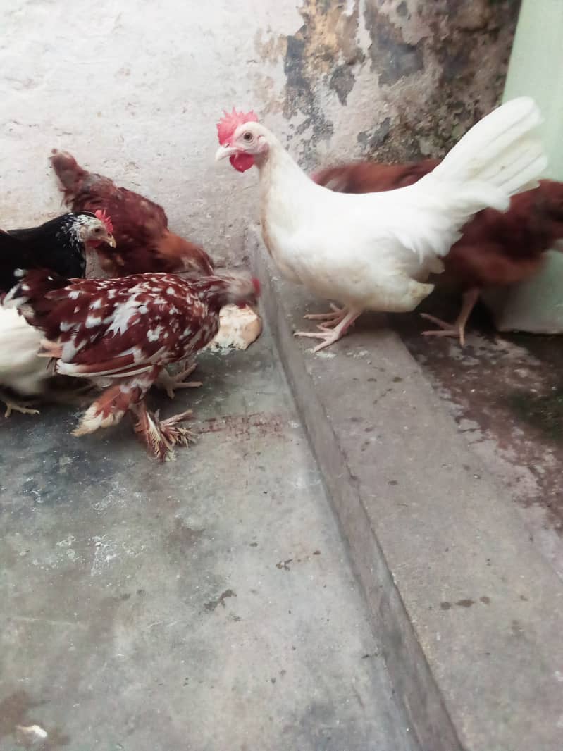 molted bentum pair/incubator, brooder 8