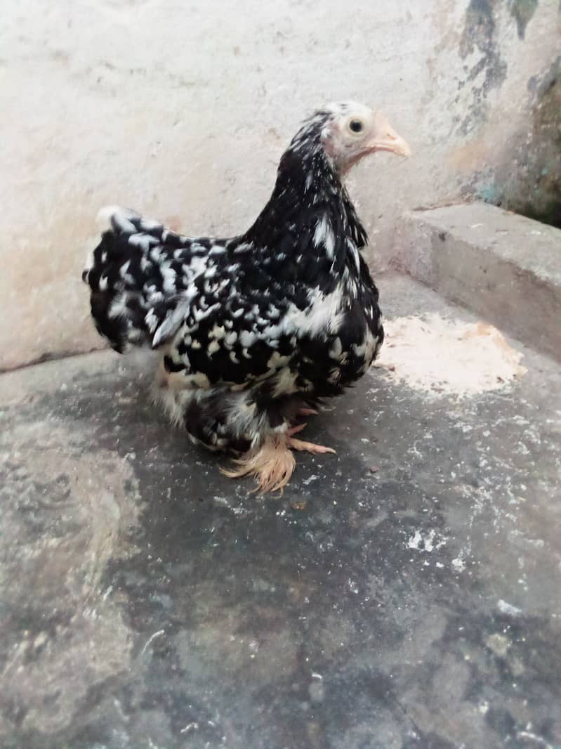 molted bentum pair/incubator, brooder 9