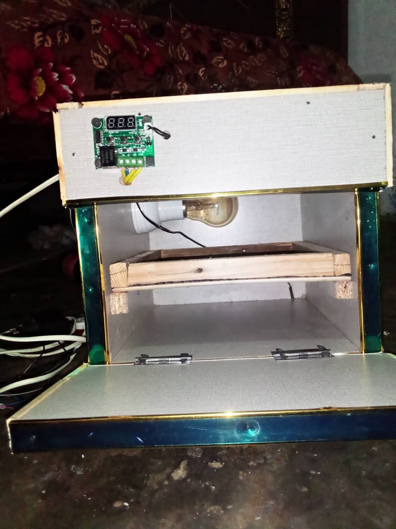 molted bentum pair/incubator, brooder 13
