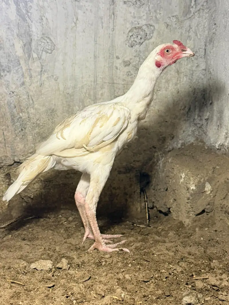 pepar white Heera phata white nok nali — photo 2
