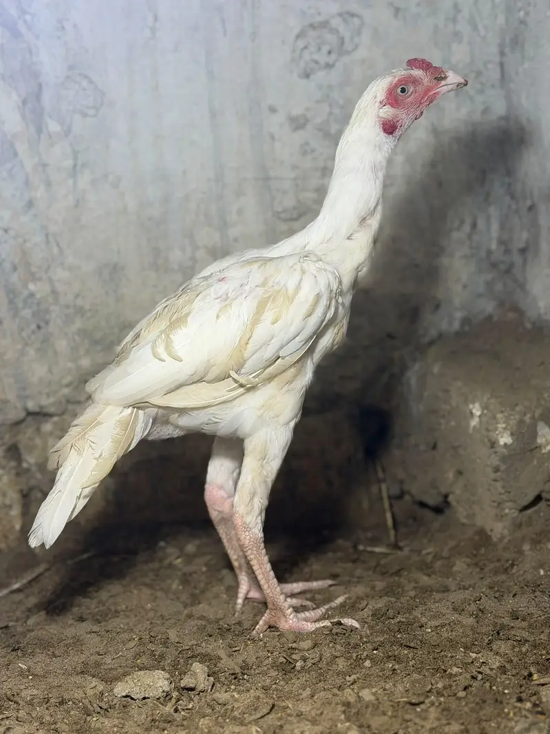 pepar white Heera phata white nok nali — photo 3