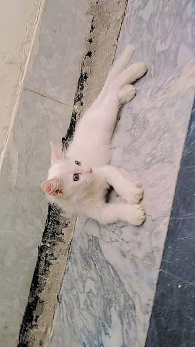 pershian Female kitten for sale whatsup nbr 03143024580
