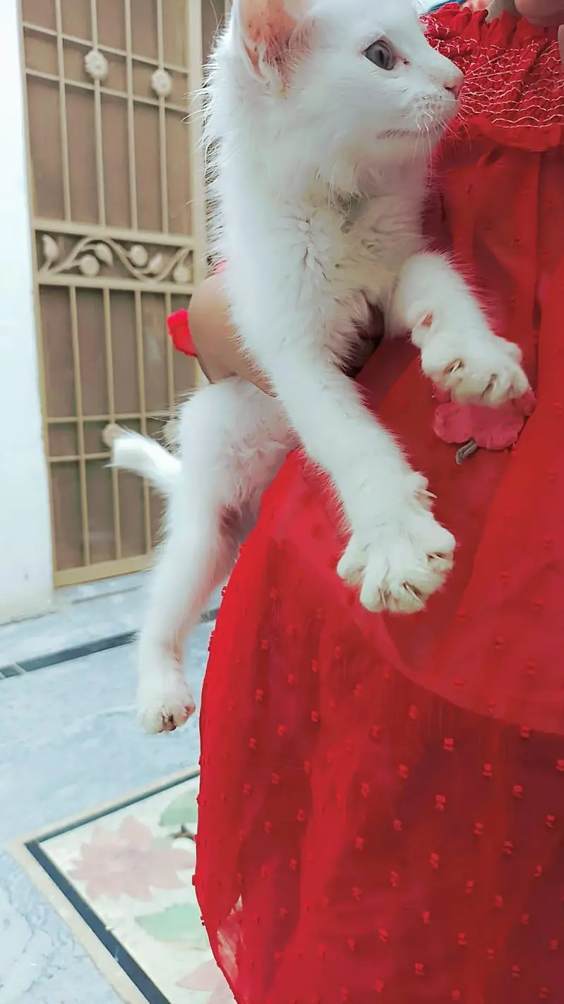pershian Female kitten for sale whatsup nbr 03143024580 — photo 2