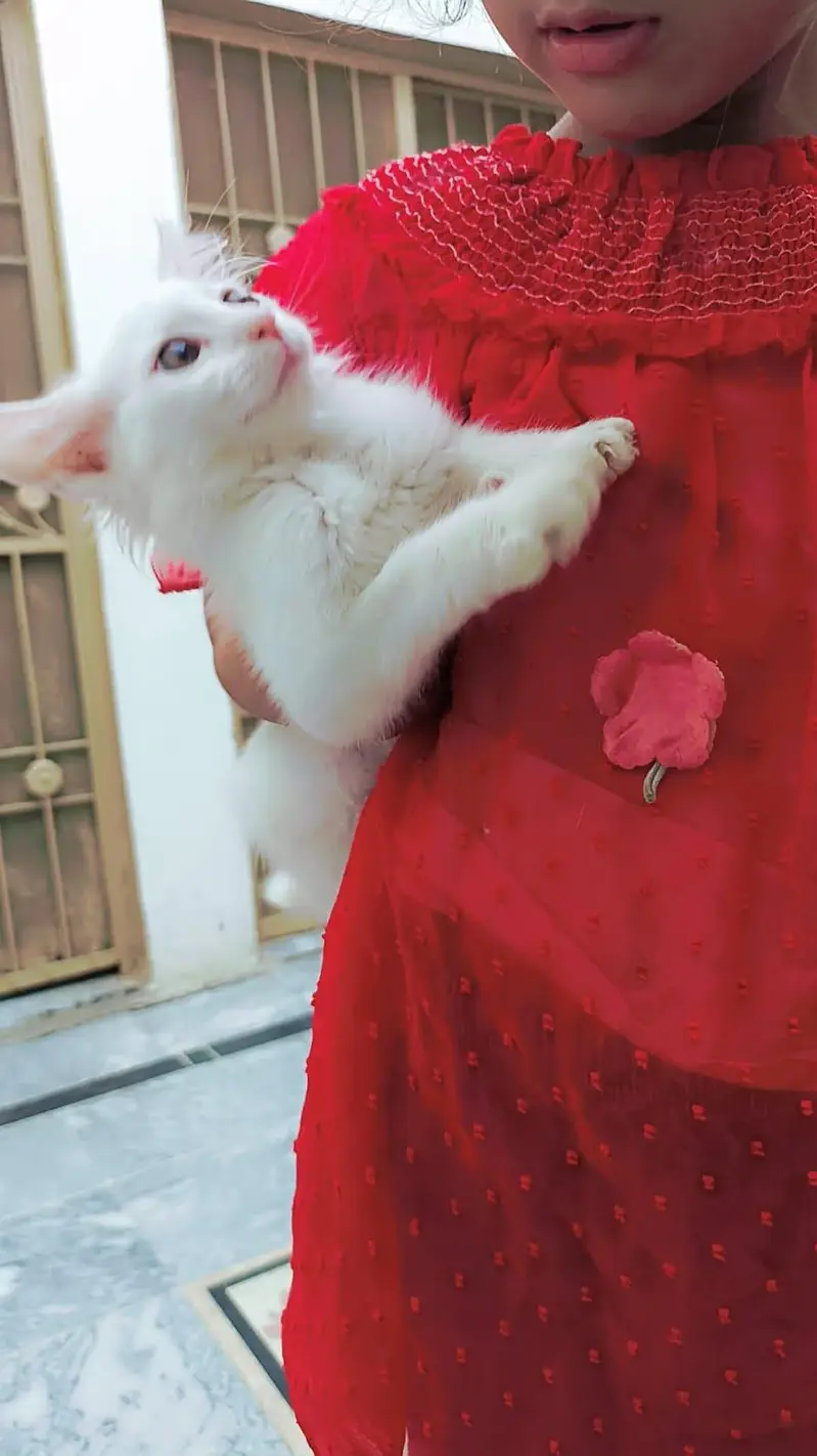 pershian Female kitten for sale whatsup nbr 03143024580 — photo 3