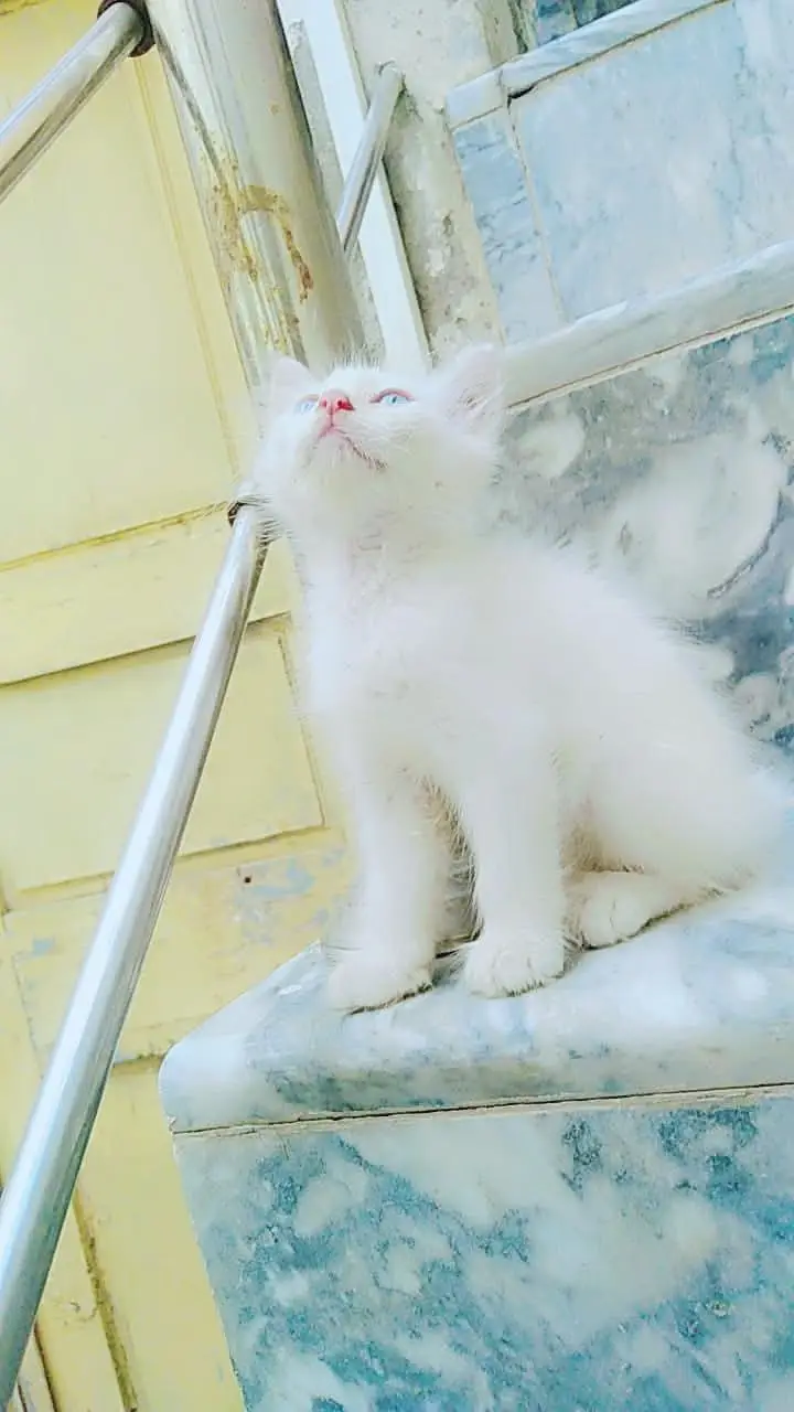 pershian Female kitten for sale whatsup nbr 03143024580 — photo 4