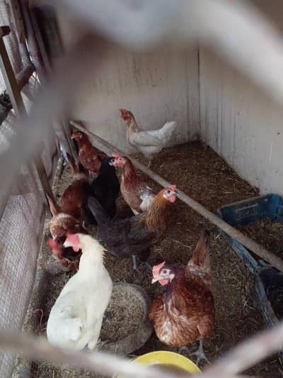 11 Golden Misri Hens for Sale
