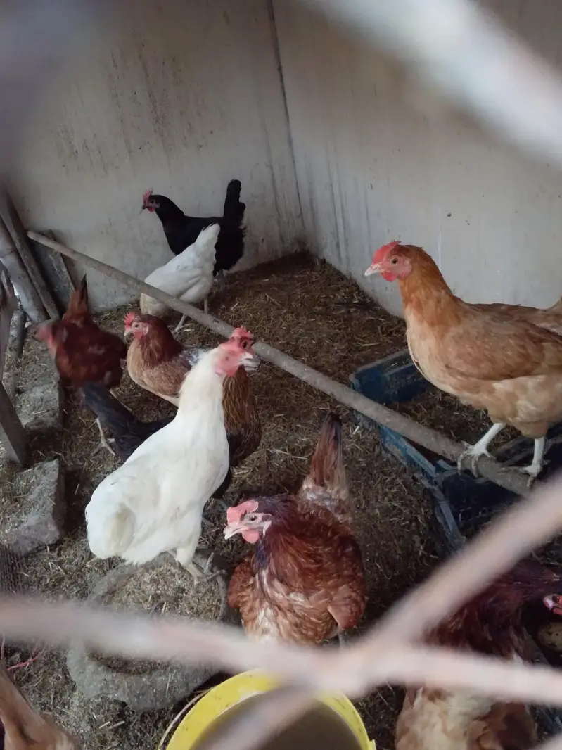 11 Golden Misri Hens for Sale — photo 2