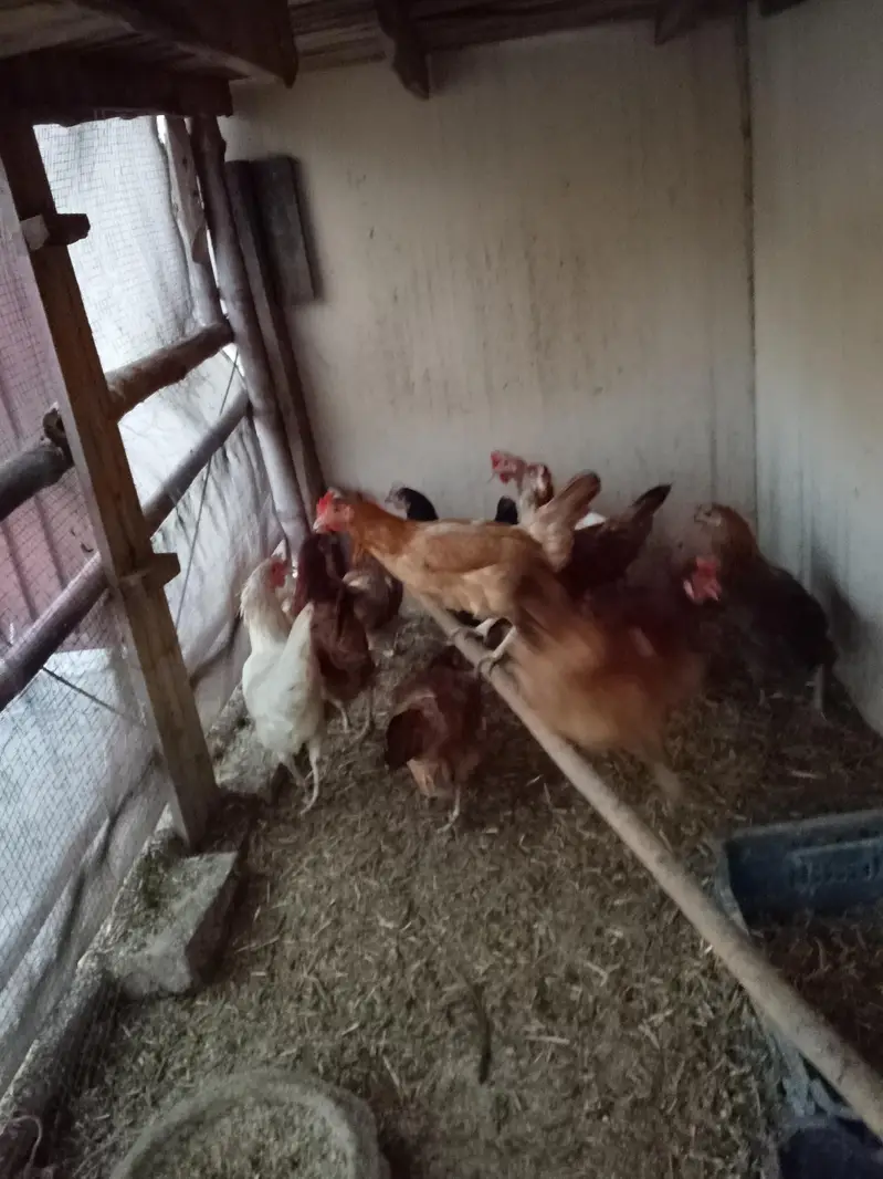 11 Golden Misri Hens for Sale — photo 3