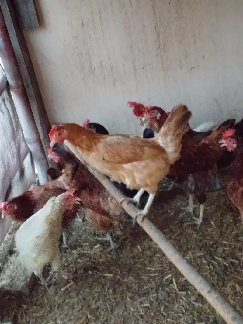 11 Golden Misri Hens for Sale — photo 4