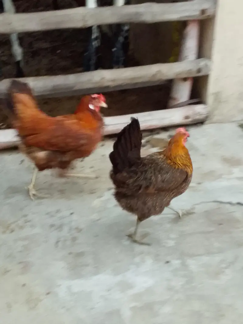 11 Golden Misri Hens for Sale — photo 5
