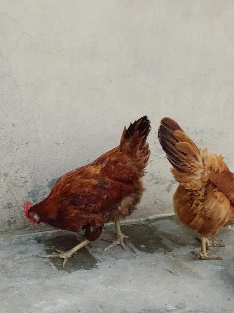 11 Golden Misri Hens for Sale — photo 6