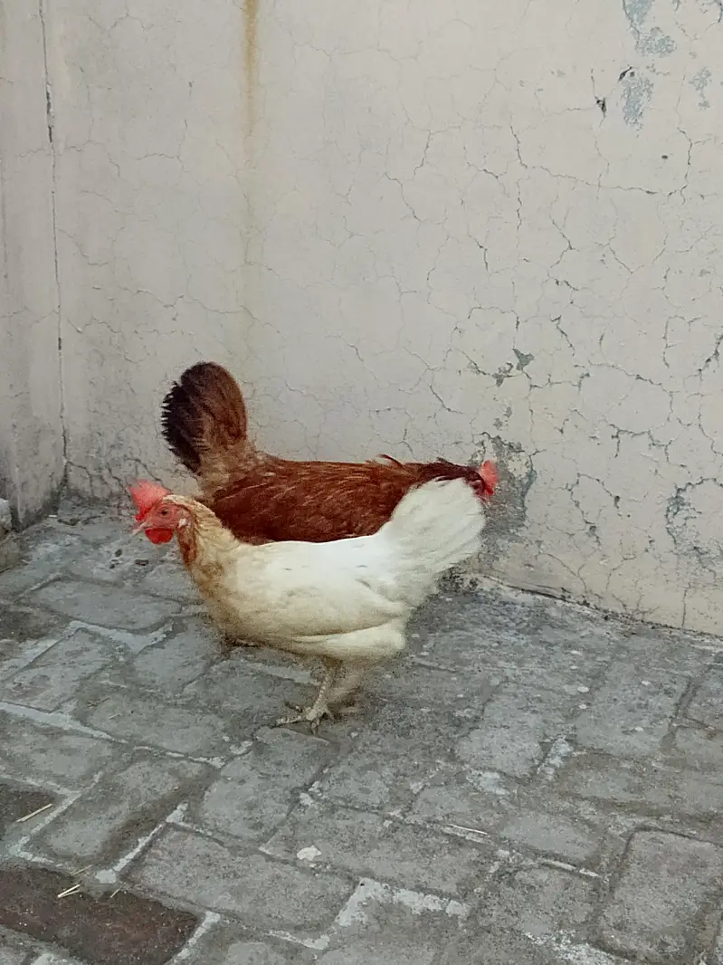 11 Golden Misri Hens for Sale — photo 7