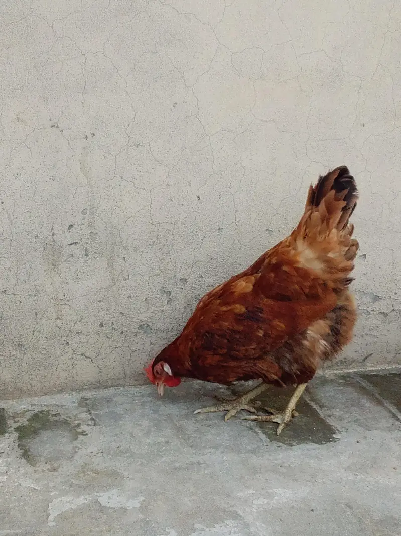 11 Golden Misri Hens for Sale — photo 8