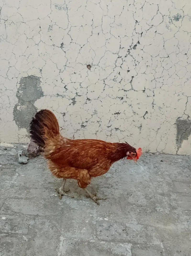 11 Golden Misri Hens for Sale — photo 9
