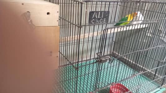 lovebirds with cage