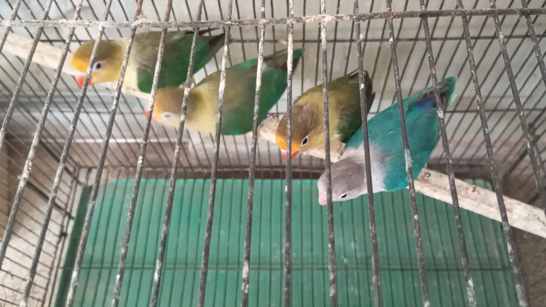 lovebirds with cage — photo 2