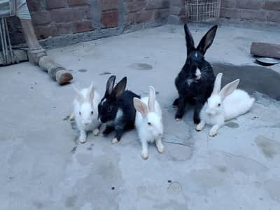 Healthy Rabbit for sale