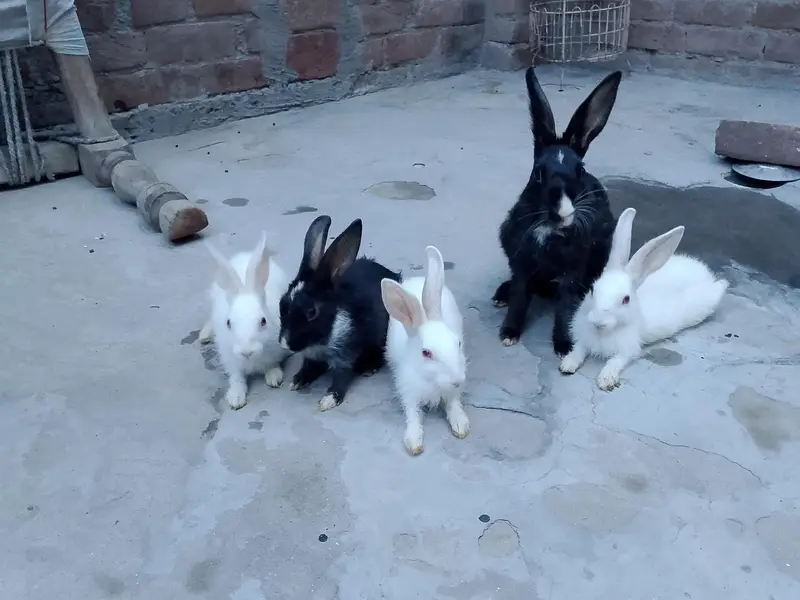 Healthy Rabbit for sale