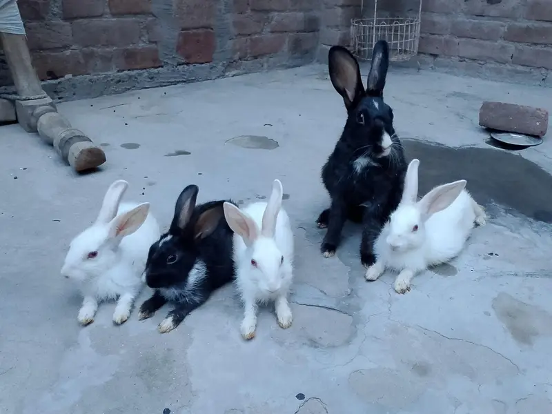 Healthy Rabbit for sale — photo 2