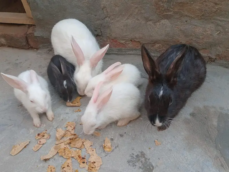 Healthy Rabbit for sale — photo 3