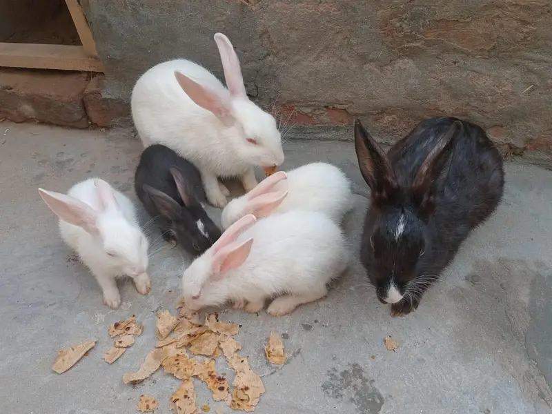 Healthy Rabbit for sale — photo 4