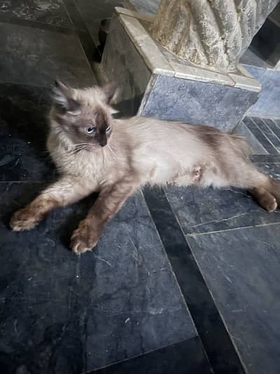 Ragdoll Adult Female And  5 Kittens