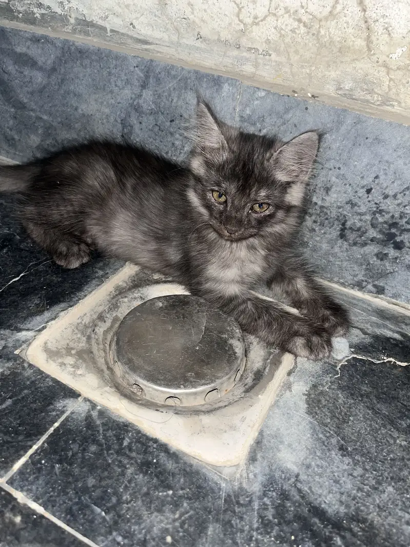 Ragdoll Adult Female And  5 Kittens — photo 2